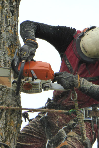 Skicklig arborist i Östersund